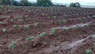 Minuta de medida provisória não prevê anistia de dívidas de produtores gaúchos