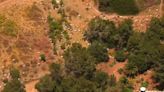 Hundreds of rogue goats wander into Rancho Palos Verdes backyard