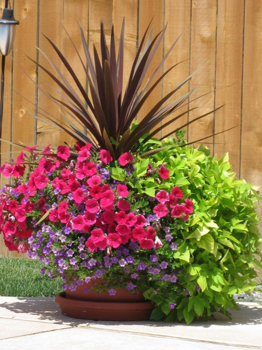 Plant choice is one way to making containers attractive