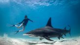 Teen Describes Horrifying Life-or-Death Struggle With Massive Shark