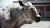 ‘Campeón’, el toro que se salvó de ser sacrificado, se jubilará en un santuario tras una larga batalla jurídica