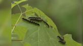 Blast from the Past: tent caterpillars in 2005