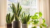 30 Hard-to-Kill Houseplants That Thrive Even When Neglected