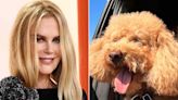 Nicole Kidman Shares Adorable Snap of Pet Poodle Julian Behind the Wheel of a Car — See the Photo!