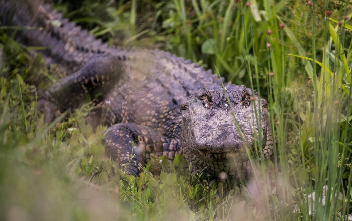 Alligator encounters rising around Myrtle Beach after Debby, wildlife remover warns. What to know