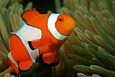 Ocellaris clownfish