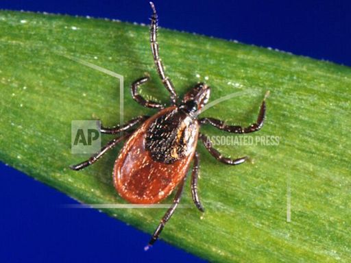 COLUMN: Lyme disease impacts and awareness needed to limit transmission