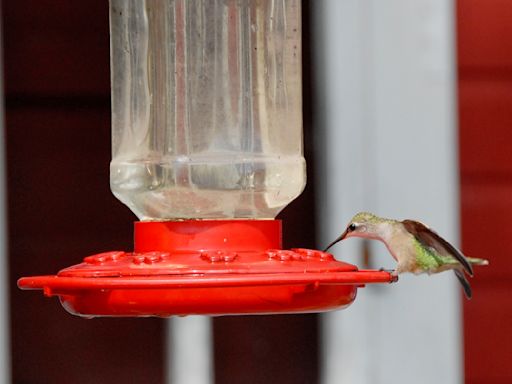 Try this DIY recipe for hummingbird food