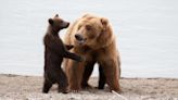 Bear Cub Waves At Woman's Camera To Greet Her Adoring Fans