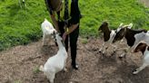 Stolen goats return home after late night theft