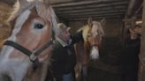 Clark County twin draft horses defy odds and continue to thrive