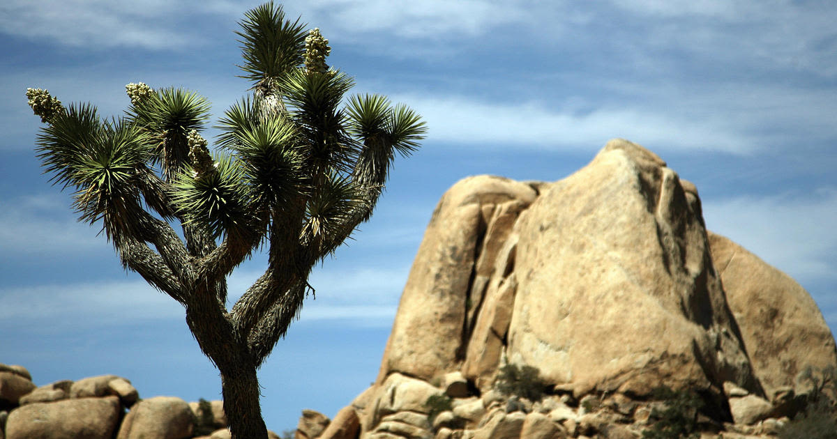 Senators propose renaming Joshua Tree Visitor Center after late Sen. Dianne Feinstein