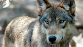 Colorado hunts for co-existence between people and wolves