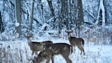 Changing menu: How whitetail deer browse for their dinner during the winter