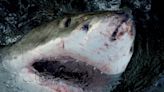 'Shark Week' de Discovery presenta tiburones caminantes