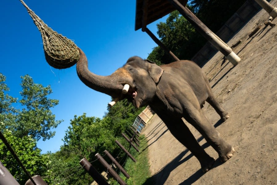 Columbus Zoo welcomes ‘Johnson,’ an Asian elephant from Canada