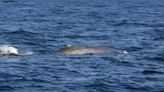 Researchers surprised to find several rare blue whales during expedition: 'These are positive steps towards their conservation'