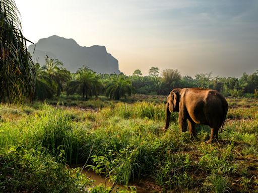 How Thailand’s elephant camps are transitioning to a cruelty-free future