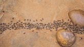 澳洲袋鼠島螞蟻會集體「裝死」以躲避危險