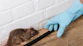 How Much Does a Rat Exterminator Cost?