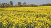Should growers persevere with oilseed rape despite challenges? - Farmers Weekly