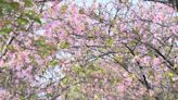 春天快到了！武陵農場櫻花盛開 本周進入第一波高峰