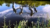 Sculpture pictured joining nature in New Jersey