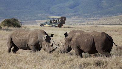 Why You Should Never Geotag Endangered Wildlife on Safari