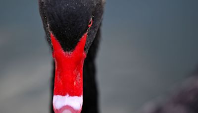 Was stock market’s 3% selloff Monday a ‘black swan’ event? Author Taleb says no.