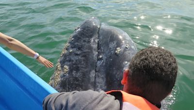 Rare Encounter With Gray Whale in Baja Leaves Tourists Stunned
