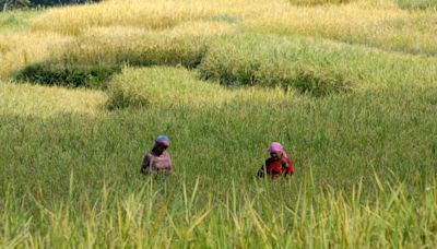 Agencias de la ONU animan a financiar los sistemas agrolimentarios de países vulnerables