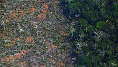 Abholzung im brasilianischen Savannengebiet Cerrado um zwei Drittel gestiegen