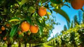 USDA revises Florida citrus harvest projections for improved crop