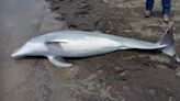 Dead dolphin found on beach with bullets lodged in brain, spinal cord and heart