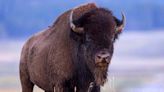 Idaho Man Who Allegedly ‘Kicked a Bison in the Leg’ Is Arrested on Alcohol Charge