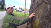 400-year-old oak tree may soon be cut down, mayor says