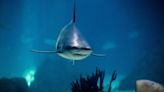 Opinión | El tiburón nocturno de La Mona y muchos más