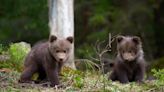 Precious Video of Bear Cubs Climbing Up a Tree Is Both Adorable and Impressive