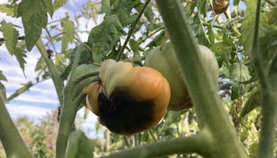 How to deal with the dark spots on the bottom of your tomatoes