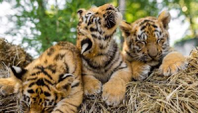 Uttarakhand: Two tiger cubs translocated from Corbett Tiger Reserve killed by leopards in Rajaji Tiger Reserve