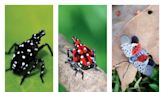 Parasitic wasps, vibrating make up part of war against spotted lanternfly