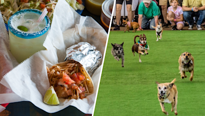 Fiesta for Cinco de Mayo with racing chihuahuas, a margarita bike, music and more around DC