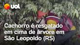 Enchentes no Rio Grande do Sul: Cachorro é resgatado em cima de árvore em São Leopoldo; veja vídeo