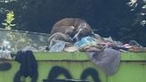 S.C. Rescue Saves Dog Left in Dumpster from Being Put Down: She Wants 'to Be Given a Chance' (Exclusive)