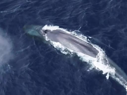 Miles de horas de escucha delatan a la ballena azul antártica