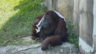 炎炎夏日民眾戲水消暑 動物園猩猩也有消暑妙招