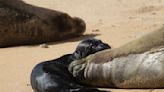 Monk seal mom Kaiwi and pup nursing at Kaimana Beach