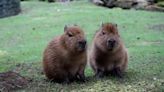 Surprise twin capybara babies born at Sussex zoo