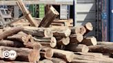 Moçambique: Contrabando de madeira financia insurgentes – DW – 26/05/2024