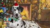 Great Danes Help Mom Decorate the Christmas Tree Like a Couple of Pros